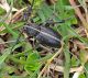 Dorcadion sp.jpg