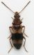 Notoxus trifasciatus cf.  4mm.jpg