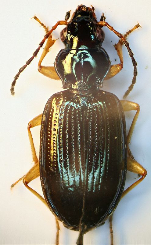 (Carabidi) Bembidion 03.jpg