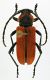 Purpuricenus_kaehleri_Vallepietra_VI-1973.jpg