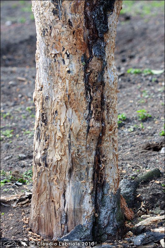 Albero_Fico_1427.jpg