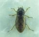 Coleoptera2.jpg