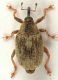 Drupenatus-nasturtii-up-web.jpg