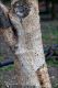 Albero_Fico_1429.jpg