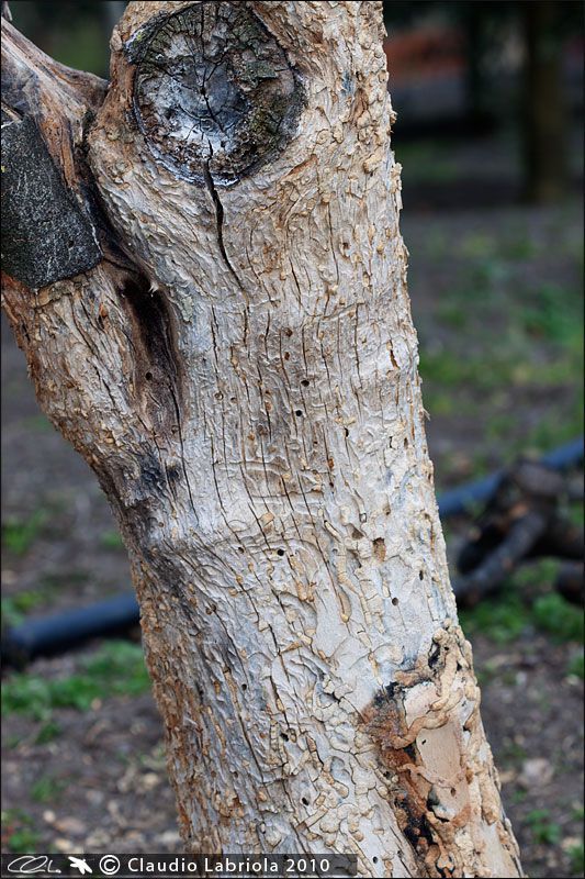 Albero_Fico_1429.jpg