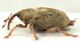 Drupenatus-nasturtii-lat-web.jpg