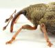 Drupenatus-nasturtii-lat-dett-web.jpg