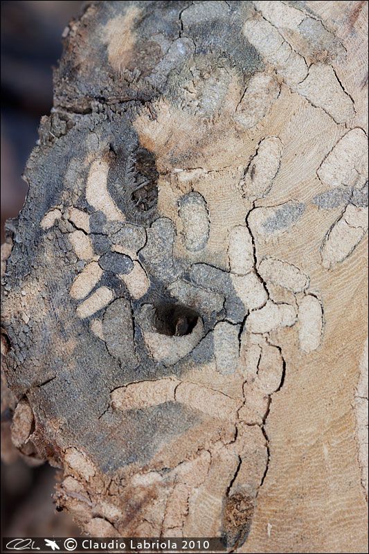 Albero_Fico_1430.jpg
