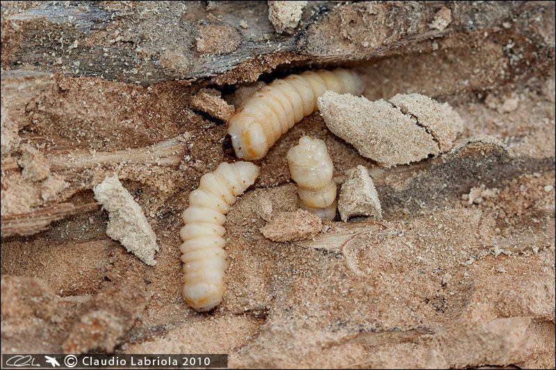 Larva_1432.jpg