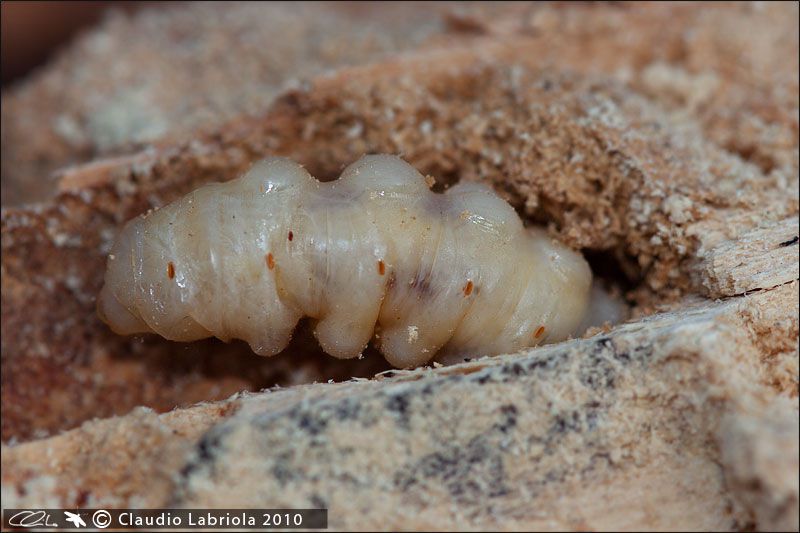 Larva_1416.jpg