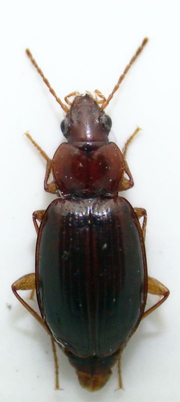 Trechus quadristriatus 6mm.jpg