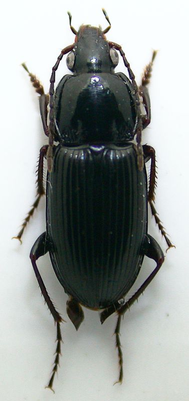 Pterostichus vernalis.jpg