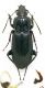 Pterostichus 11mm.jpg