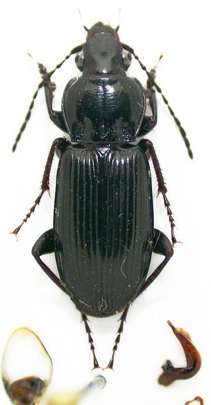 Pterostichus 11mm.jpg