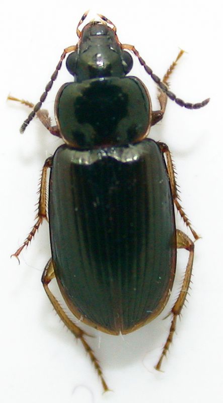 Egadroma marginatum.jpg