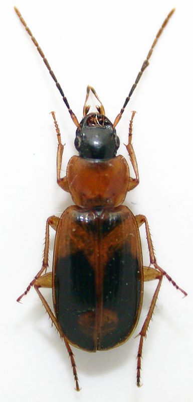 Badister meridionalis cf..jpg