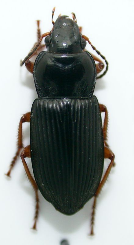 Carabidae aboh 12mm.jpg