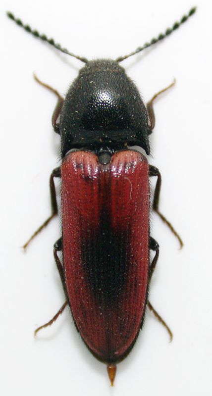 Ampedus sanguinolentus cf..jpg