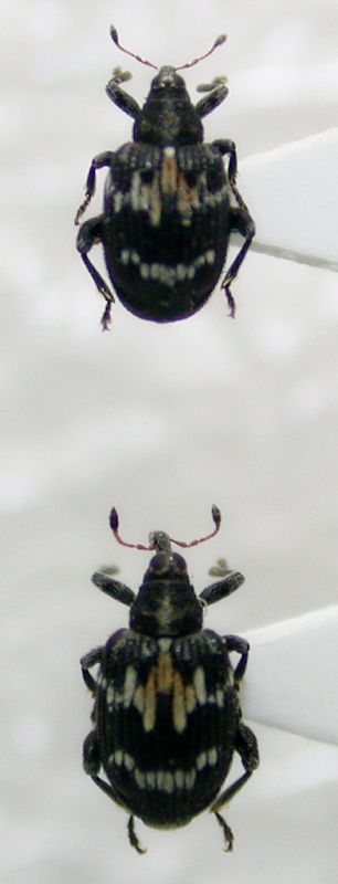 Curculionidae 2-3mm.jpg