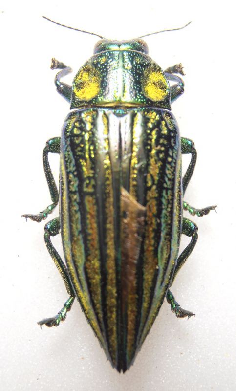 Chrysodema.jpg