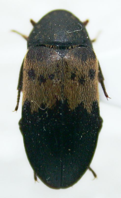 Dermestes 7mm.jpg