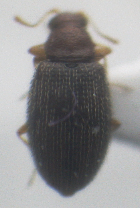 Latridiidae 1,5mm.jpg