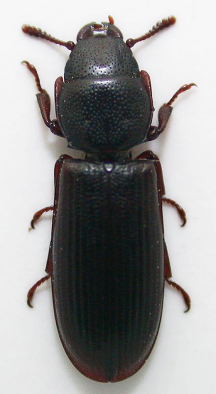 Tenebroides mauritanicus cf. 8mm.jpg