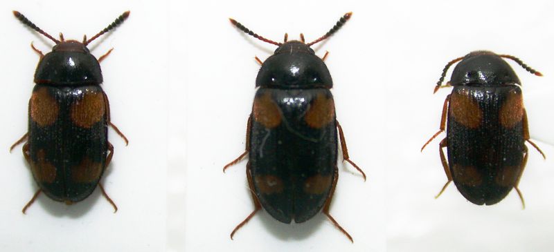 Mycetophagus quadripustulatus 5mm.jpg