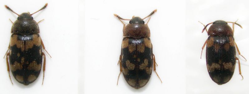 Mycetophagus piceus 4mm.JPG