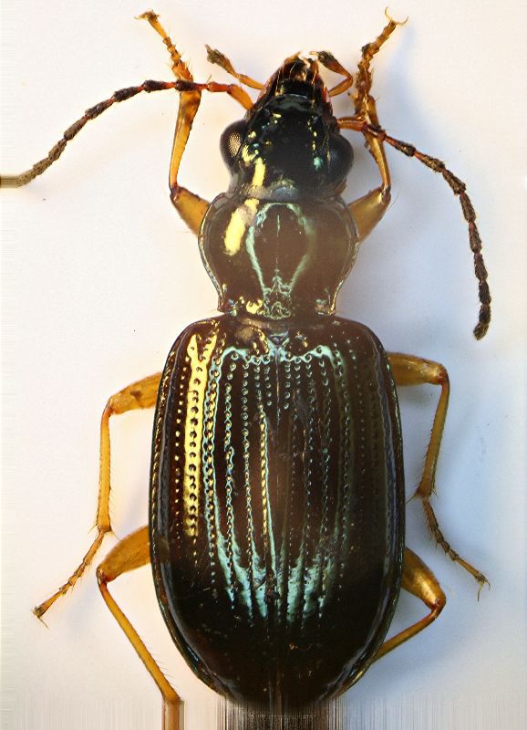 (Carabidi) Bembidion 04.jpg