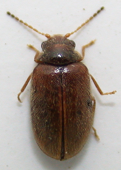 Scirtidae 1 a.jpg