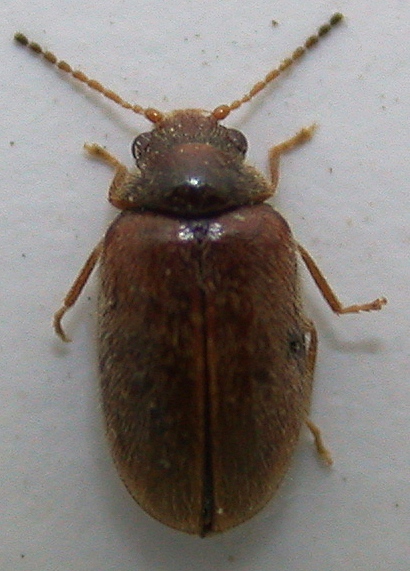 Scirtidae 1 b.jpg