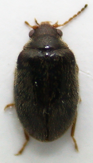 Scirtidae 2 a.jpg