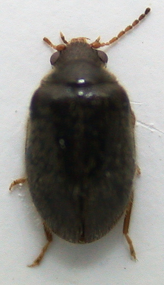 Scirtidae 2 b.jpg