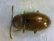 Coleoptera2.jpg
