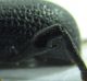 Otiorhynchus3.jpg