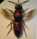 Chrysidea 005 A.jpg