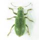 Curculionidae.jpg