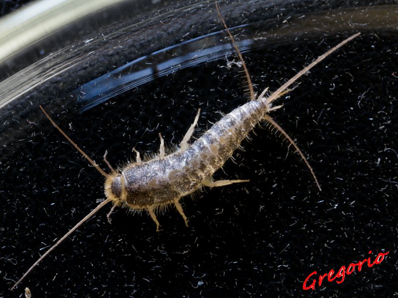 Lepisma saccharina 31-03-2015 IMG_9881.jpg