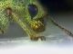 Curculionidae4-1.jpg