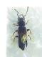 Staphylinidae.jpg