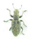 Curculiondae.jpg