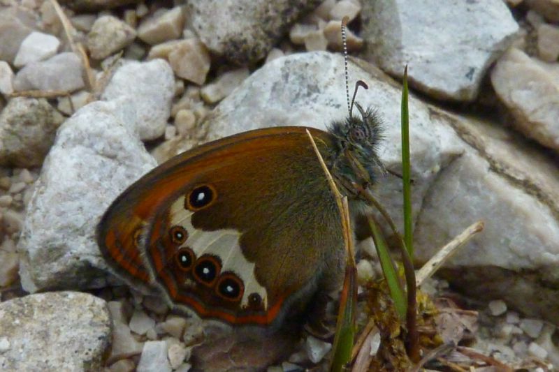 Coenonympha arcania 01.JPG