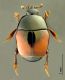 Afrosaprinus dorsale - copia.jpg