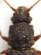 Monotoma brevicollis pronotum.JPG