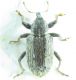 Curculionidae.jpg
