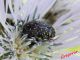 Oxythyrea funesta 03-04-2015 IMG_0021.jpg