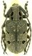 Mesosa_curculionoides_Serrone_29-XI-1984_15mm_fem.jpg