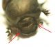 Onthophagus.jpg