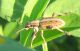 Curculionidae.jpg